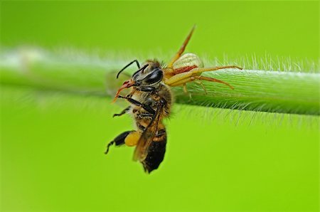 crab spider eating a bee Stock Photo - Budget Royalty-Free & Subscription, Code: 400-04608233