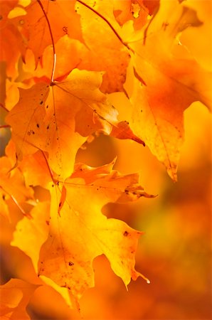simsearch:400-04436466,k - Red and orange fall maple tree leaves Stock Photo - Budget Royalty-Free & Subscription, Code: 400-04608825