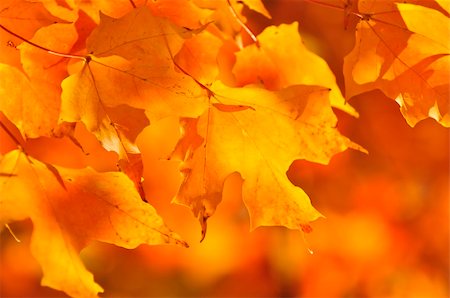 simsearch:400-04436466,k - Red and orange fall maple tree leaves Stock Photo - Budget Royalty-Free & Subscription, Code: 400-04608826