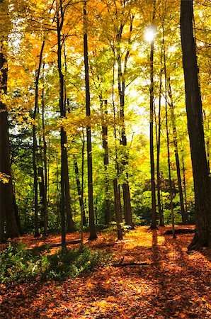 simsearch:400-04436466,k - Colorful fall forest on a warm autumn day Stock Photo - Budget Royalty-Free & Subscription, Code: 400-04608828