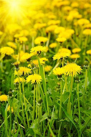 simsearch:400-05125270,k - Meadow with yellow dandelions Stock Photo - Budget Royalty-Free & Subscription, Code: 400-04608859