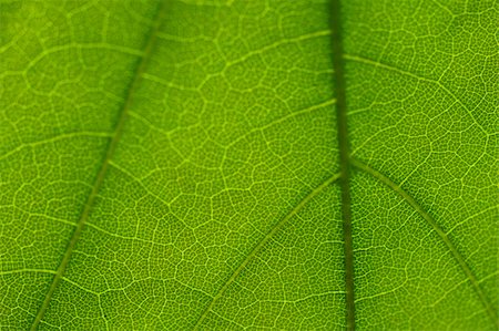 Texture of maple green leaf Stock Photo - Budget Royalty-Free & Subscription, Code: 400-04608940