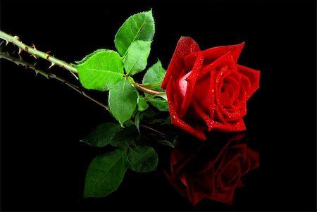 single red rose bud - Beautiful red rose isolated on reflective black background Stock Photo - Budget Royalty-Free & Subscription, Code: 400-04608962