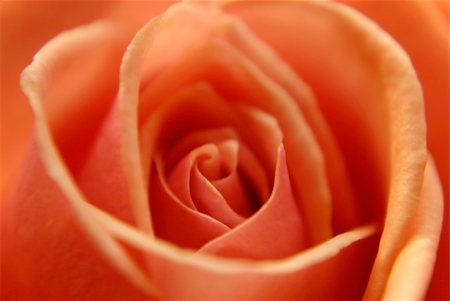 simsearch:400-05245245,k - beautiful flower rose. Close-up Foto de stock - Super Valor sin royalties y Suscripción, Código: 400-04609049