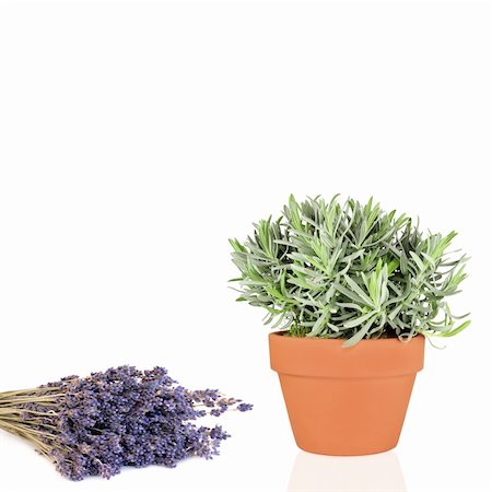 simsearch:400-04141304,k - Lavender flowers and herb plant growing in a terracotta pot, over white background. Photographie de stock - Aubaine LD & Abonnement, Code: 400-04609056