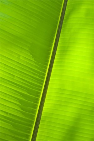 The abstract banana leaf green background Stock Photo - Budget Royalty-Free & Subscription, Code: 400-04609079
