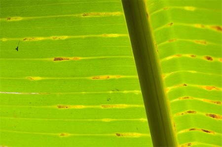 The abstract banana leaf green background Stock Photo - Budget Royalty-Free & Subscription, Code: 400-04609081