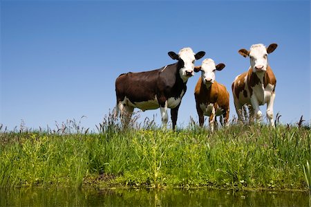 Dutch cows in the meadow Stock Photo - Budget Royalty-Free & Subscription, Code: 400-04609297