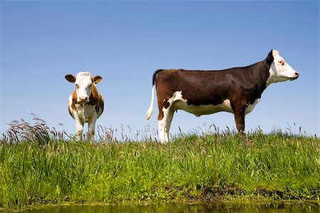 simsearch:400-07676838,k - Dutch cows in the meadow Stock Photo - Budget Royalty-Free & Subscription, Code: 400-04609298