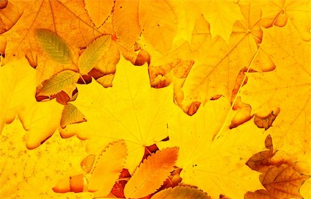 simsearch:400-04609388,k - Decorative texture from bright autumn leaves Stock Photo - Budget Royalty-Free & Subscription, Code: 400-04609546