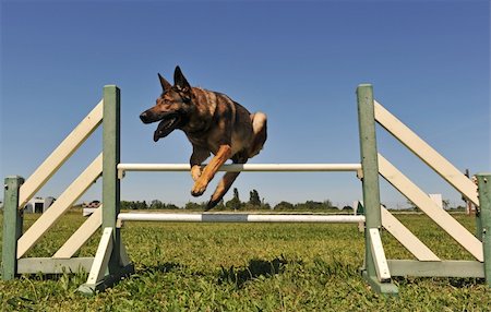 simsearch:400-06396414,k - jumping grey german shepherd in a training of agility Foto de stock - Super Valor sin royalties y Suscripción, Código: 400-04609617