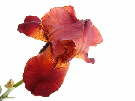 simsearch:400-05245245,k - isolated beautiful flower iris Foto de stock - Super Valor sin royalties y Suscripción, Código: 400-04609747