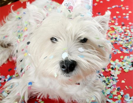 West highland white terrier with birthday party hat . Photographie de stock - Aubaine LD & Abonnement, Code: 400-04600276