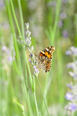 falena - Closeup of Orange Butterfly in French Lavender Fotografie stock - Microstock e Abbonamento, Codice: 400-04600281
