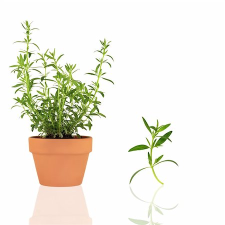 simsearch:400-04118662,k - Hyssop herb growing in a terracotta pot, with a specimen leaf sprig,  over white background. Photographie de stock - Aubaine LD & Abonnement, Code: 400-04600367