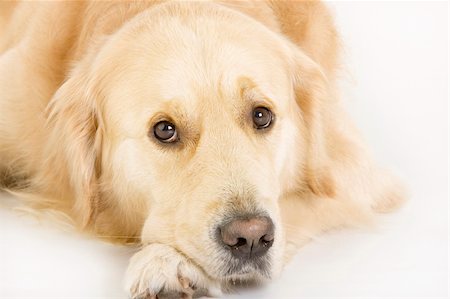 Golden retriever looking at the camera Stock Photo - Budget Royalty-Free & Subscription, Code: 400-04600398