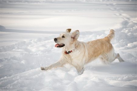 simsearch:400-05315872,k - Happy running dog Stockbilder - Microstock & Abonnement, Bildnummer: 400-04600401