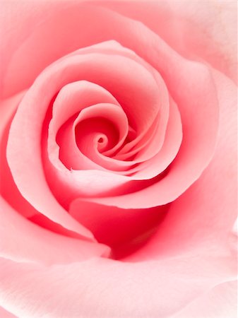simsearch:400-04842608,k - Close-up of a beautiful pink rose Stock Photo - Budget Royalty-Free & Subscription, Code: 400-04600402