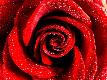 simsearch:400-04842608,k - Close-up of a red rose with water drops Stock Photo - Budget Royalty-Free & Subscription, Code: 400-04600403