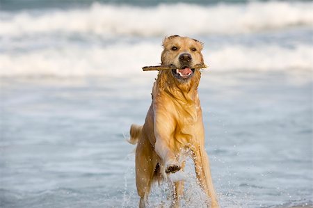 Golden Retriever playing on the beach Stock Photo - Budget Royalty-Free & Subscription, Code: 400-04600445