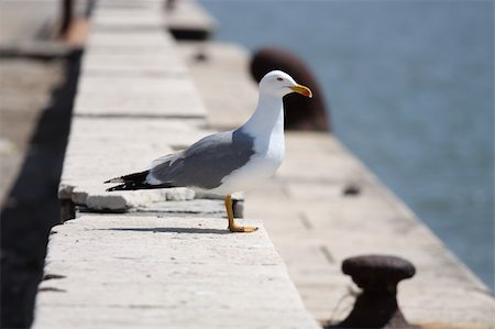 The Sea gull.Blanching sea gull costs on quay Stock Photo - Budget Royalty-Free & Subscription, Code: 400-04600748