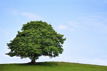 sycamore maple - Sycamore tree in full leaf in a field summer with a blue sky and clouds to the rear. Stock Photo - Budget Royalty-Free & Subscription, Code: 400-04601116