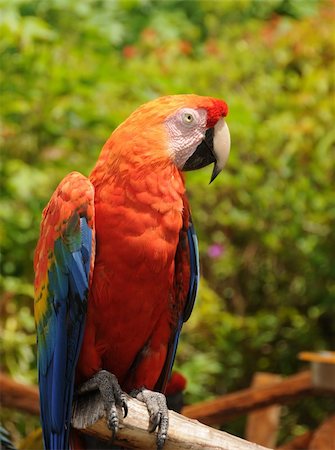 Colorful parrot captured from the Amazon Stock Photo - Budget Royalty-Free & Subscription, Code: 400-04601165