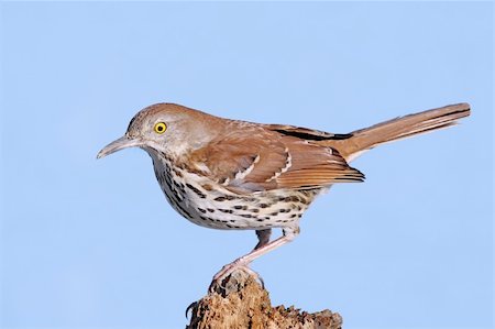 simsearch:400-04115071,k - Brown Thrasher (Toxostoma rufum) on a log with a blue background Photographie de stock - Aubaine LD & Abonnement, Code: 400-04601199
