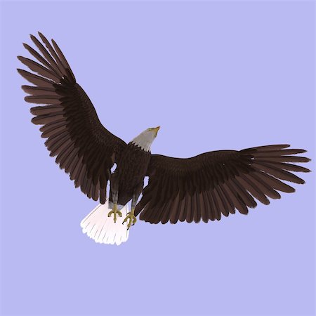 simsearch:400-04793730,k - huge eagle with feathers With Clipping Path Foto de stock - Royalty-Free Super Valor e Assinatura, Número: 400-04601401