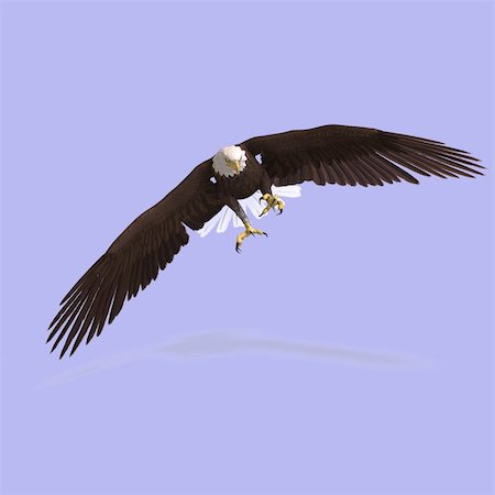 simsearch:400-04793730,k - huge eagle with feathers With Clipping Path Foto de stock - Royalty-Free Super Valor e Assinatura, Número: 400-04601652