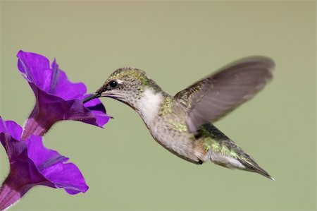 simsearch:400-04568242,k - Juvenile Ruby-throated Hummingbird (archilochus colubris) in flight with a purple flower Foto de stock - Super Valor sin royalties y Suscripción, Código: 400-04602225