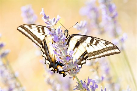 simsearch:400-04513601,k - Western Tiger Swallowtail, Papilio rutulus, in field of Lavender and Wild Mustard Fotografie stock - Microstock e Abbonamento, Codice: 400-04602500