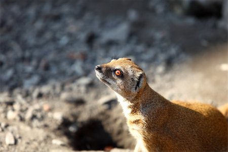 Yellow mongoose outdoors Stock Photo - Budget Royalty-Free & Subscription, Code: 400-04602620