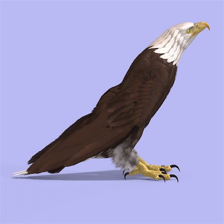 simsearch:400-04793730,k - huge eagle with feathers With Clipping Path Foto de stock - Royalty-Free Super Valor e Assinatura, Número: 400-04602949