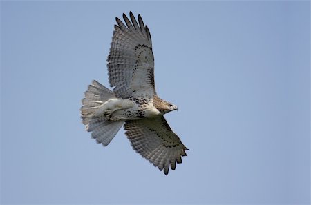 Red-tailed Hawk (buteo jamaicensis) flying against a blue sky Stockbilder - Microstock & Abonnement, Bildnummer: 400-04603114