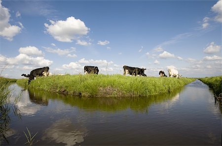 simsearch:400-07676838,k - Dutch cows in the meadow Stock Photo - Budget Royalty-Free & Subscription, Code: 400-04603459