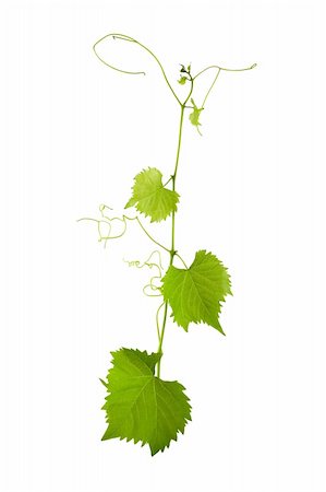 Vine vitis grapevine isolated over white background Stock Photo - Budget Royalty-Free & Subscription, Code: 400-04603549