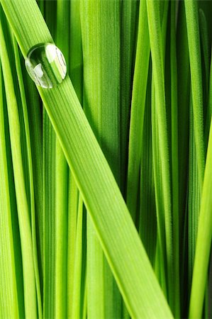 dew drops on green stem - Drops on a grass. Fresh green vegetation with a drop of water close up Stock Photo - Budget Royalty-Free & Subscription, Code: 400-04603701