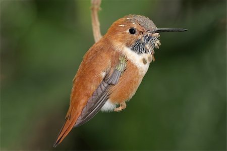 simsearch:400-04568242,k - Rufous Hummingbird (Selasphorus rufus) on a perch Foto de stock - Super Valor sin royalties y Suscripción, Código: 400-04603783