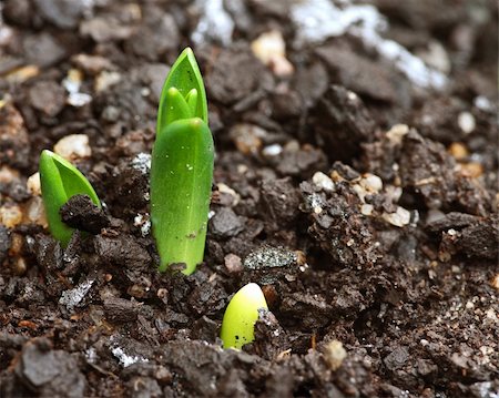 simsearch:400-04806477,k - great image of a little sprout of a plant in the garden Stock Photo - Budget Royalty-Free & Subscription, Code: 400-04614714