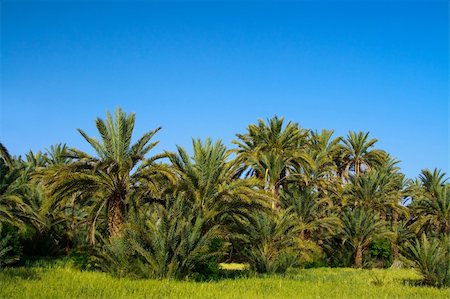 simsearch:400-05192544,k - palm grove in Morocco, cloudless sky behind Stock Photo - Budget Royalty-Free & Subscription, Code: 400-04614824