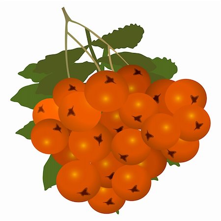 Detalised illustration of orange ashberry with leaf over white Stock Photo - Budget Royalty-Free & Subscription, Code: 400-04615334