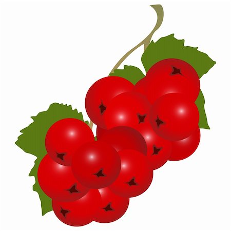 Wonderful illustration of red currant over white background Stock Photo - Budget Royalty-Free & Subscription, Code: 400-04615335