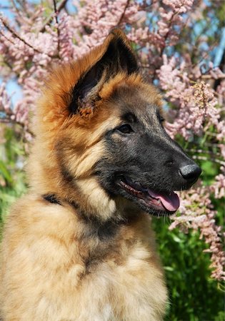 simsearch:400-04615455,k - portrait of a puppy purebred belgian shepherd tervuren Foto de stock - Royalty-Free Super Valor e Assinatura, Número: 400-04615455