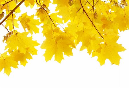 simsearch:400-04609388,k - Leafs of a maple of yellow color Stock Photo - Budget Royalty-Free & Subscription, Code: 400-04615530