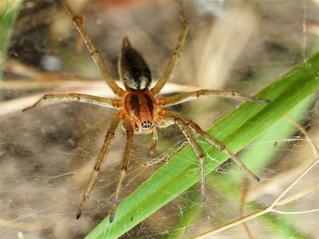 simsearch:400-04645267,k - Spiders in the nature Stock Photo - Budget Royalty-Free & Subscription, Code: 400-04615566