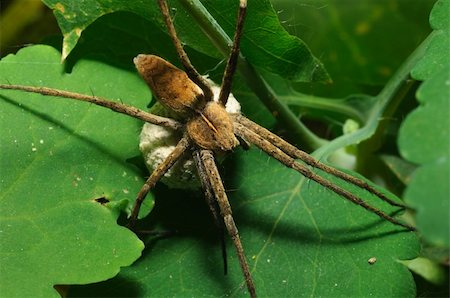 simsearch:400-04645267,k - Spiders in the nature Stock Photo - Budget Royalty-Free & Subscription, Code: 400-04615567