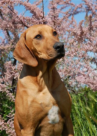 simsearch:400-08669628,k - portrait of a puppy purebred Rhodesian Ridgeback with tamaris flowers behind him Stock Photo - Budget Royalty-Free & Subscription, Code: 400-04615576
