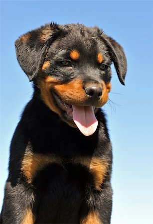 simsearch:400-04611917,k - portrait of a young puppy purebred rottweiler Photographie de stock - Aubaine LD & Abonnement, Code: 400-04615579