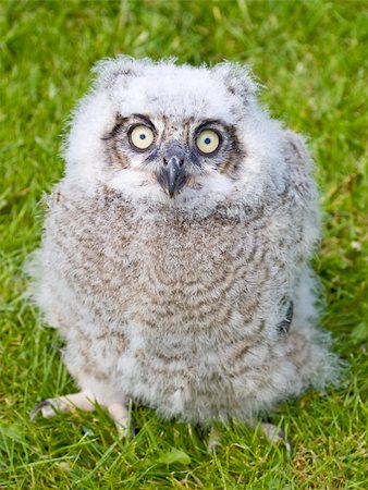 Cute fluffy Baby Owl looking up with big yellow eyes against a green grass background Stock Photo - Budget Royalty-Free & Subscription, Code: 400-04616071